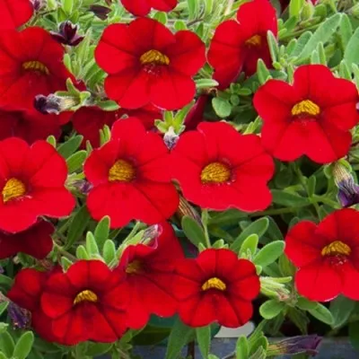 Калібрахоа MF Neo Firestorm фото