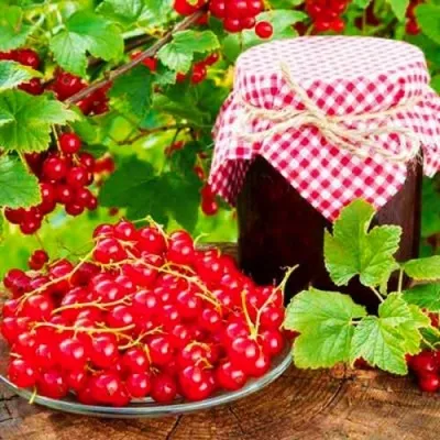Смородина Дарниця фото