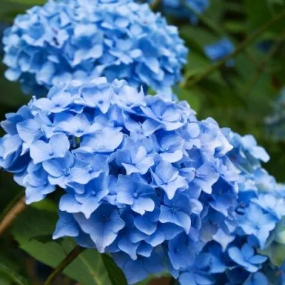 Гортензія Nikko Blue фото