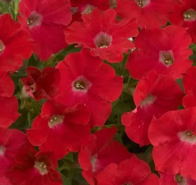 Петунія Fortunia Red фото