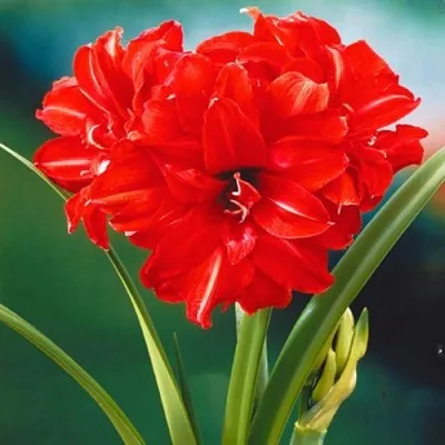 Амариліс Red Peacock фото