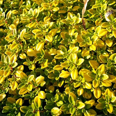 Чебрець Golden Dwarf фото