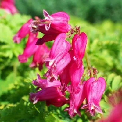 Дицентра formosa Luxuriant фото