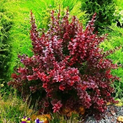 Барбарис Atropurpurea фото