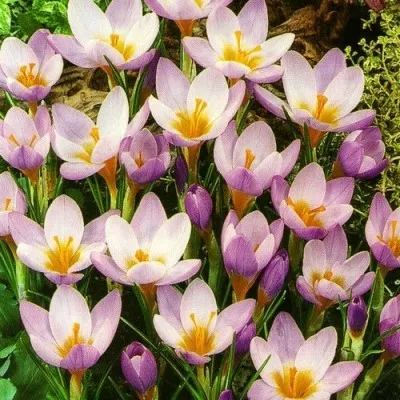 Крокус Barr's Purple 100 шт/уп фото