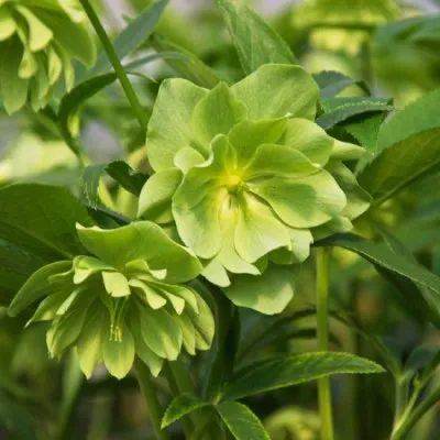 Морозник Orientalis Green Double фото