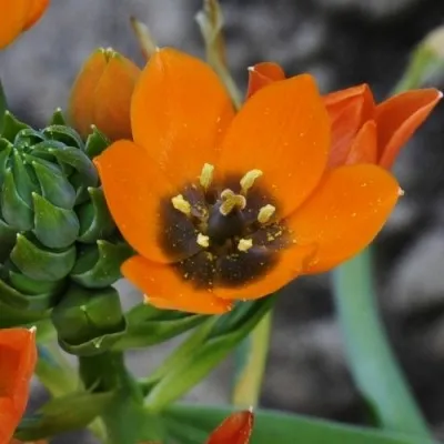 Орнітогалум Dubium Orange фото