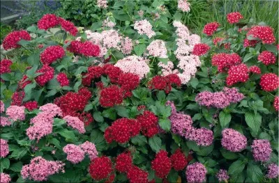 Пентас Старла  Ф1 фото