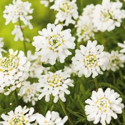 Іберіс Snowflake фото