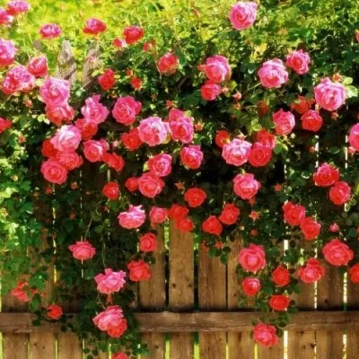 Троянда Pink Ocean фото