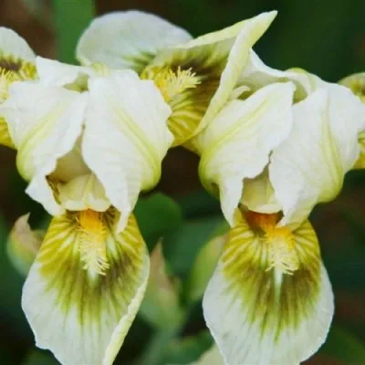 Ірис Greenspot фото