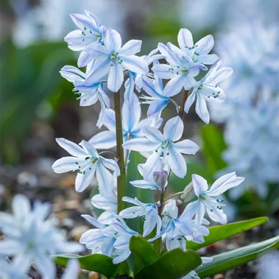 Проліска Mischtschenkoana Tubergeniana фото