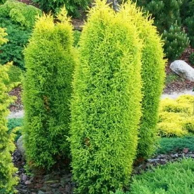 Ялівець Gold Cone фото
