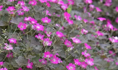 Герань Orkney Cherry фото