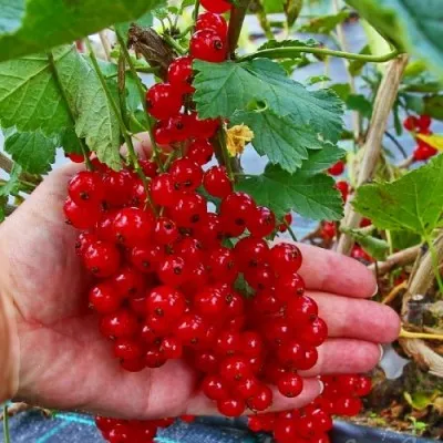 Смородина Рондом фото