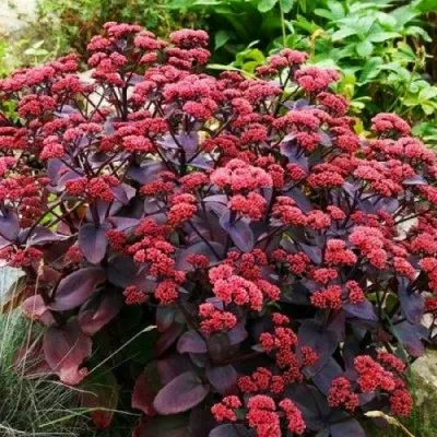 Седум Purple Emperor фото
