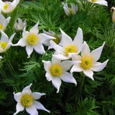 Сон-трава Pulsar White фото