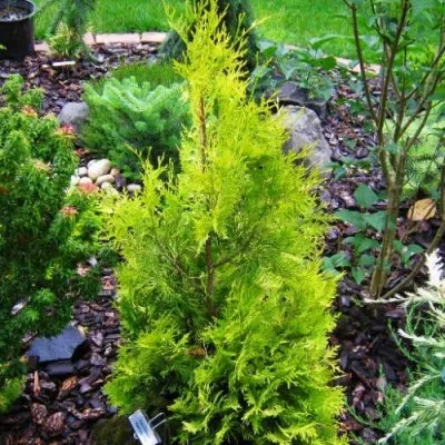 Туя Malonyana Aurea фото