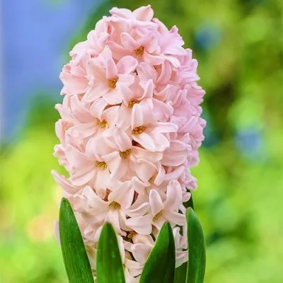 Гіацинт Apricot Passion фото