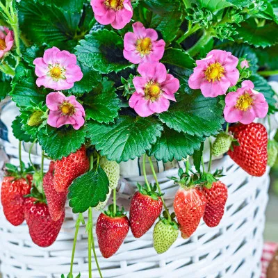Полуниця Red Summer Breeze (Ремонтантний) фото