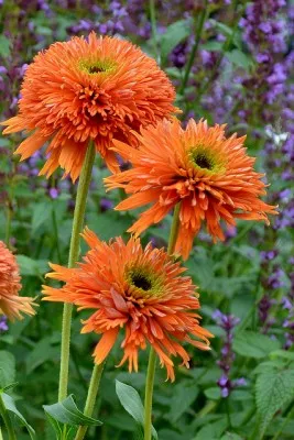 Ехінацея Colorburst Orange фото