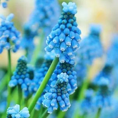 Мускарі Blue Magic 100 шт/уп фото