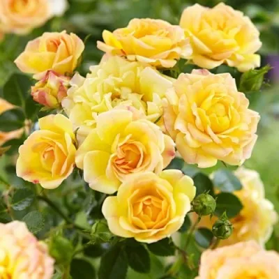 Троянда Yellow Fairy фото