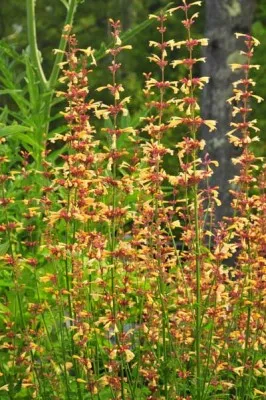 Лофант Summer Glow фото