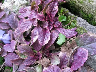 Аюга Burgundy Glow фото