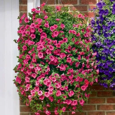 Сурфінія Trailing Pink фото