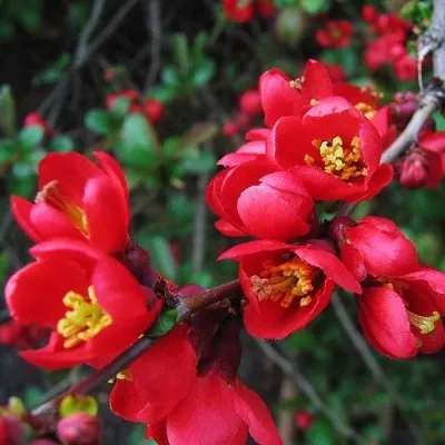 Хеномелес Red Joy фото