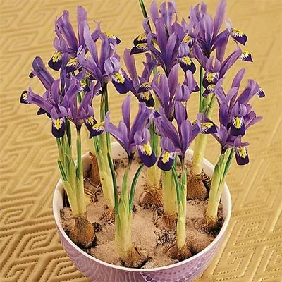 Ірис reticulata Gordon фото