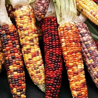 Кукуруза декоративная Амеро фото
