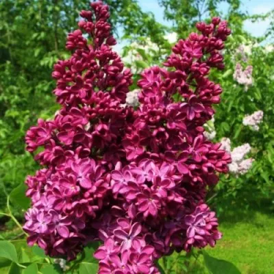 Бузок Znamya Lenina фото