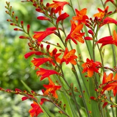 Крокосмія Red King фото