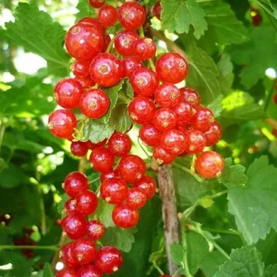 Смородина Августус фото
