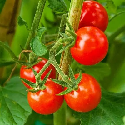 Помідор Спокуса черрі фото