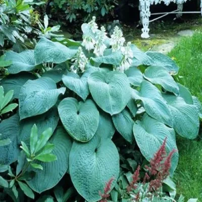 Хоста Elegans фото