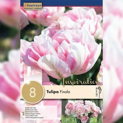 Тюльпан Finola (Брендові цибулини KAPITEYN®) фото