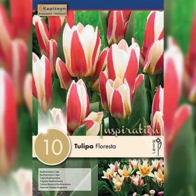 Тюльпан Floresta (Брендові цибулини KAPITEYN®) фото
