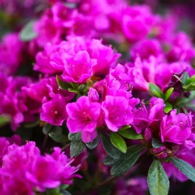 Рододендрон Geisha Purple фото