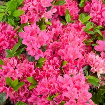 Рододендрон Geisha Rosa фото