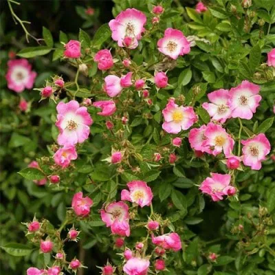 Троянда Pink Spray фото