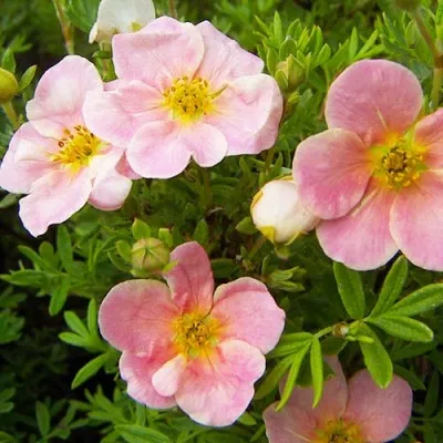 Перстач Pink Whisper фото
