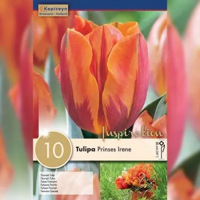 Тюльпан Princess Irene (Брендові цибулини KAPITEYN®) фото