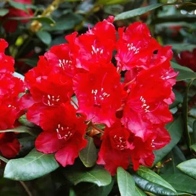 Рододендрон Red Jack фото