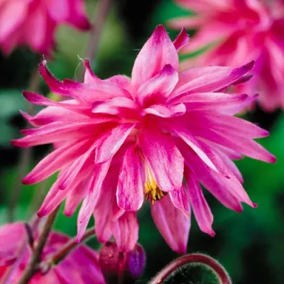 Аквілегія Rose Barlow фото