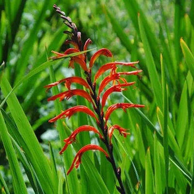 Хазманта Saturnus фото