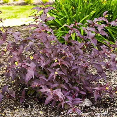 Дієрвіла Splendens фото