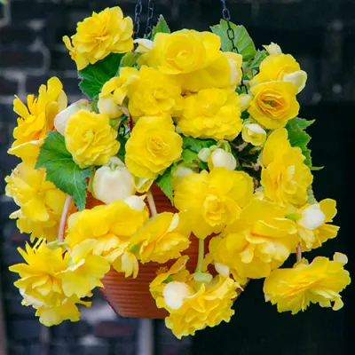 Бегонія Pendula Cascade Yellow фото